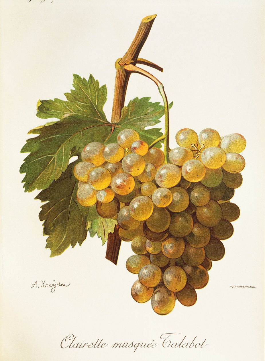 Clairette Musquee drue af A. Kreyder af Alexis Kreyder