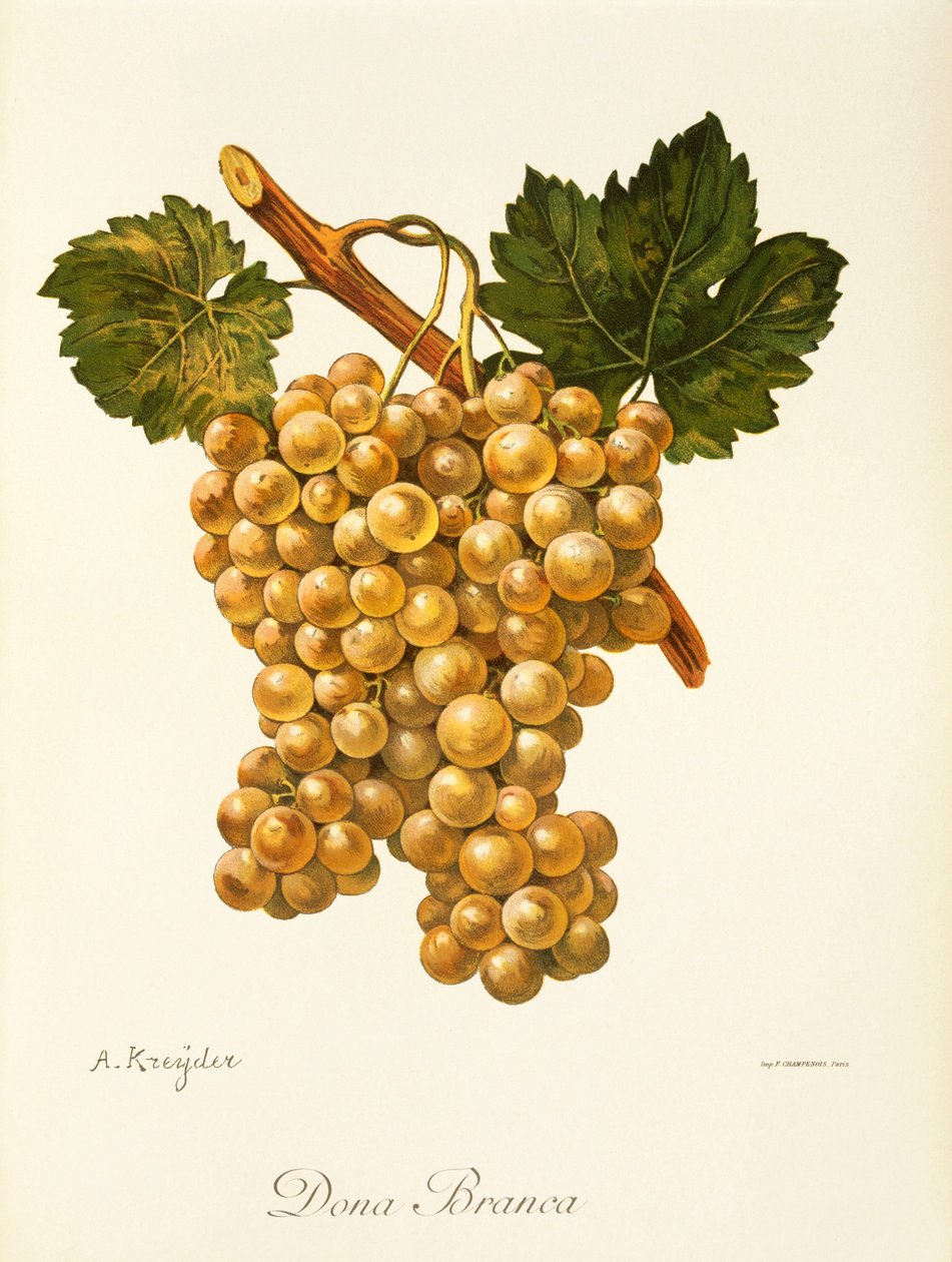Dona Branca drue af A. Kreyder af Alexis Kreyder