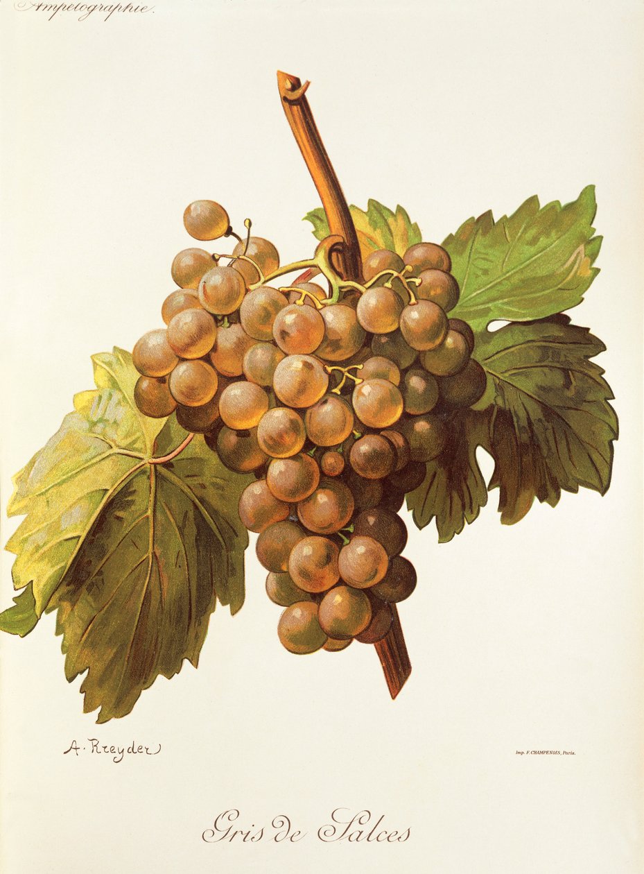 Gris de Salces drue af A. Kreyder af Alexis Kreyder