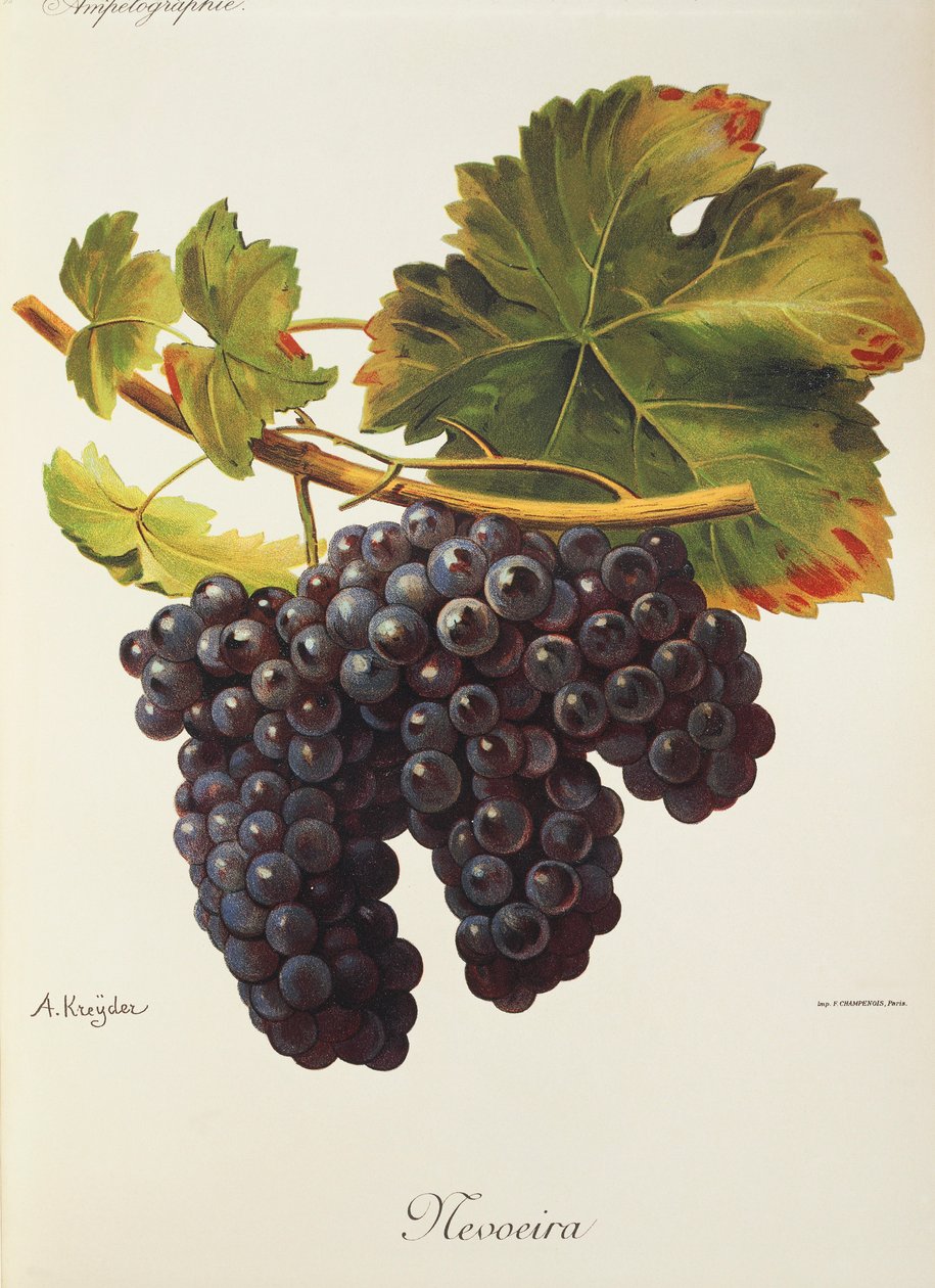 Mevoeira drue af A. Kreyder af Alexis Kreyder