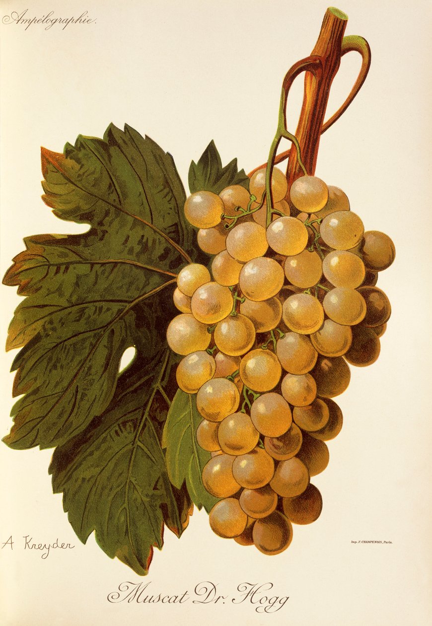 Muscat Dr. Hogg drue af A. Kreyder af Alexis Kreyder