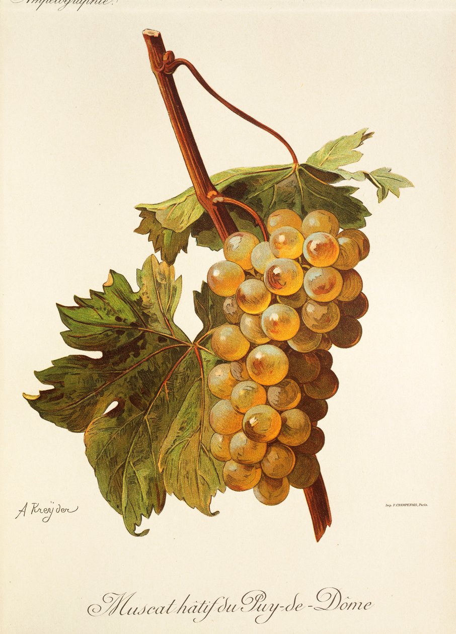 Muscat Hatif du Puy-de-Dome drue af A. Kreyder af Alexis Kreyder