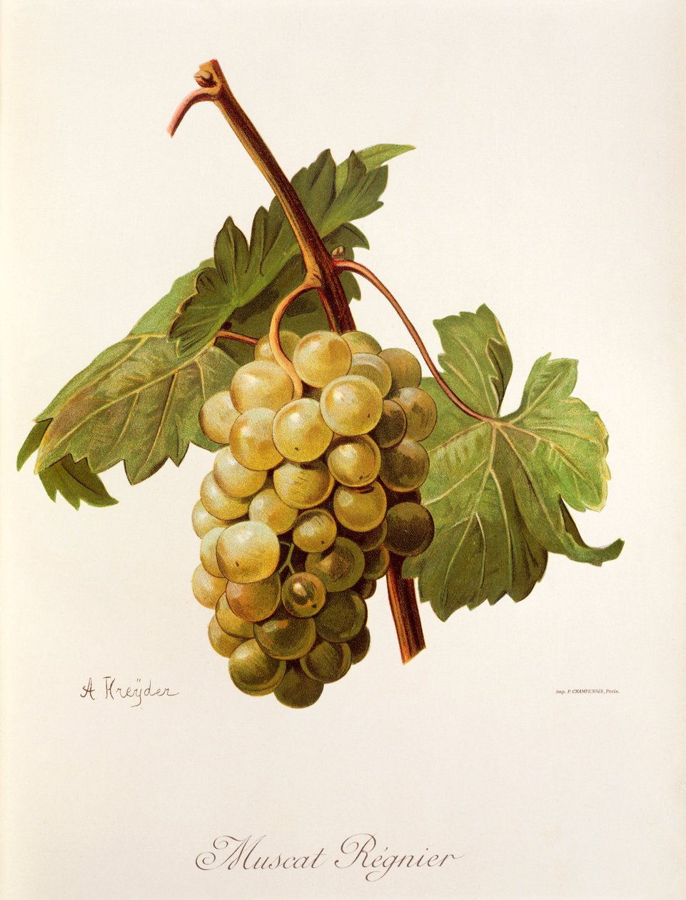 Muscat Regnier drue af A. Kreyder af Alexis Kreyder