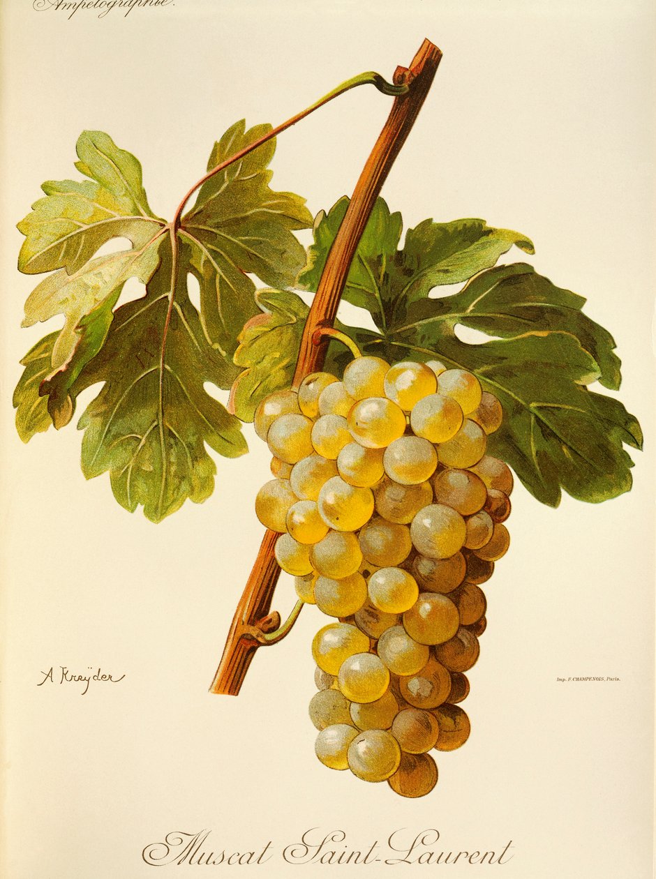 Muscat Saint-Laurent drue af A. Kreyder af Alexis Kreyder