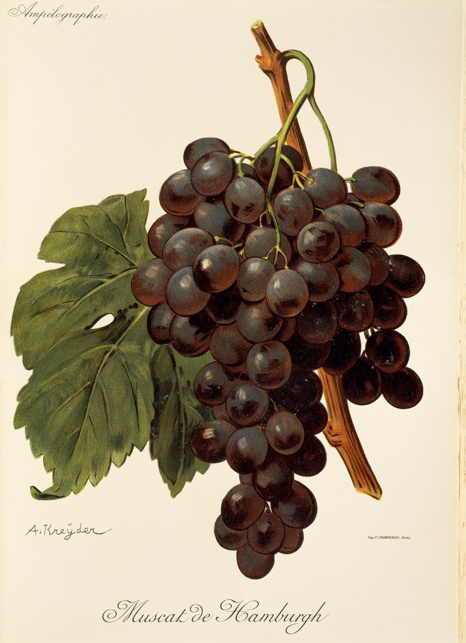 Muscat de Hamburgh drue af A. Kreyder af Alexis Kreyder