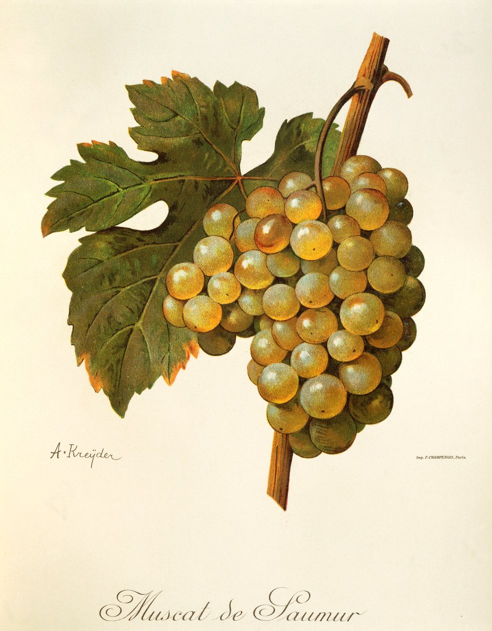 Muscat de Saumur drue af A Kreyder af Alexis Kreyder