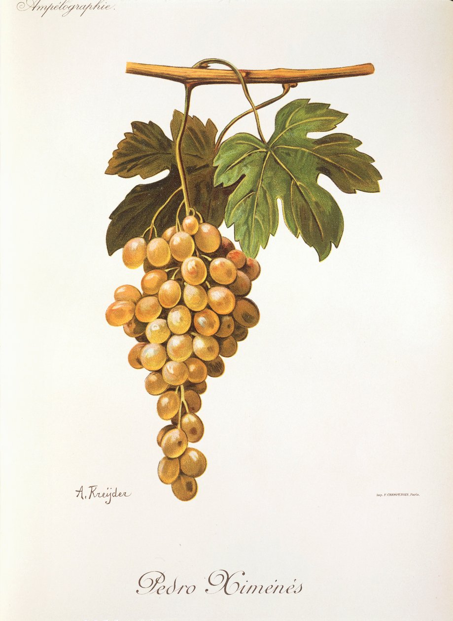 Pedro Mimenes drue af A. Kreyder af Alexis Kreyder