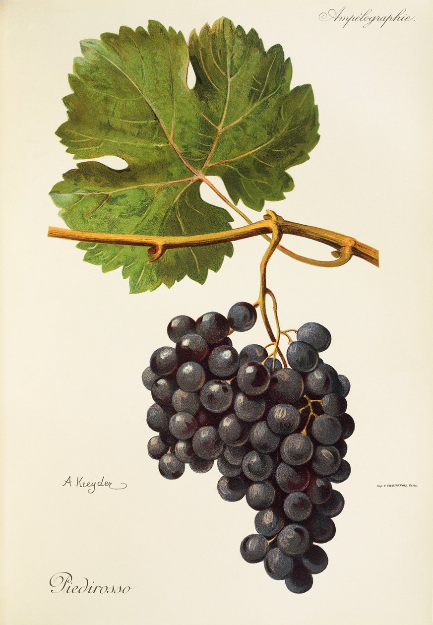 Piedirosso drue af A. Kreyder af Alexis Kreyder