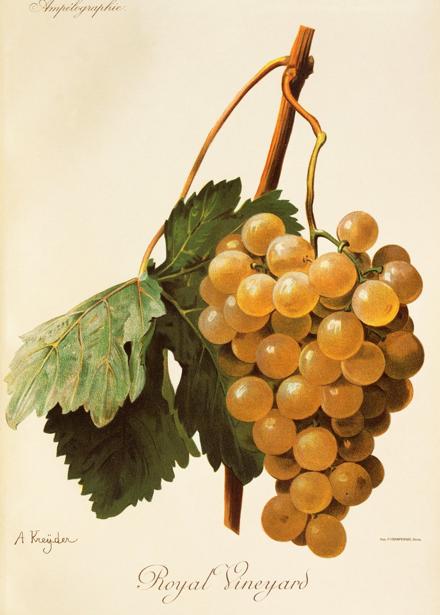 Royal Vineyard drue af A. Kreyder af Alexis Kreyder