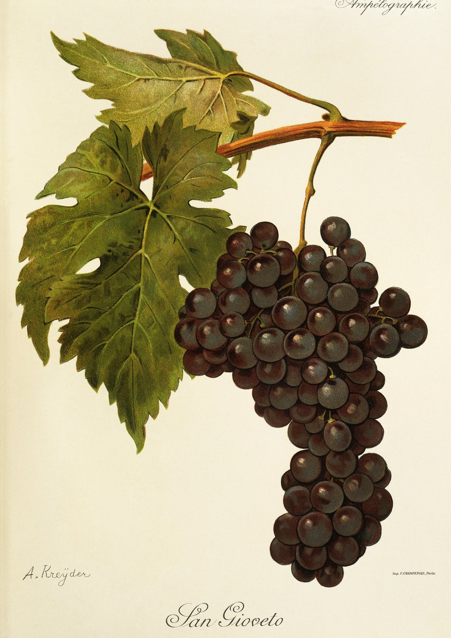 San Gioveto drue af A. Kreyder af Alexis Kreyder