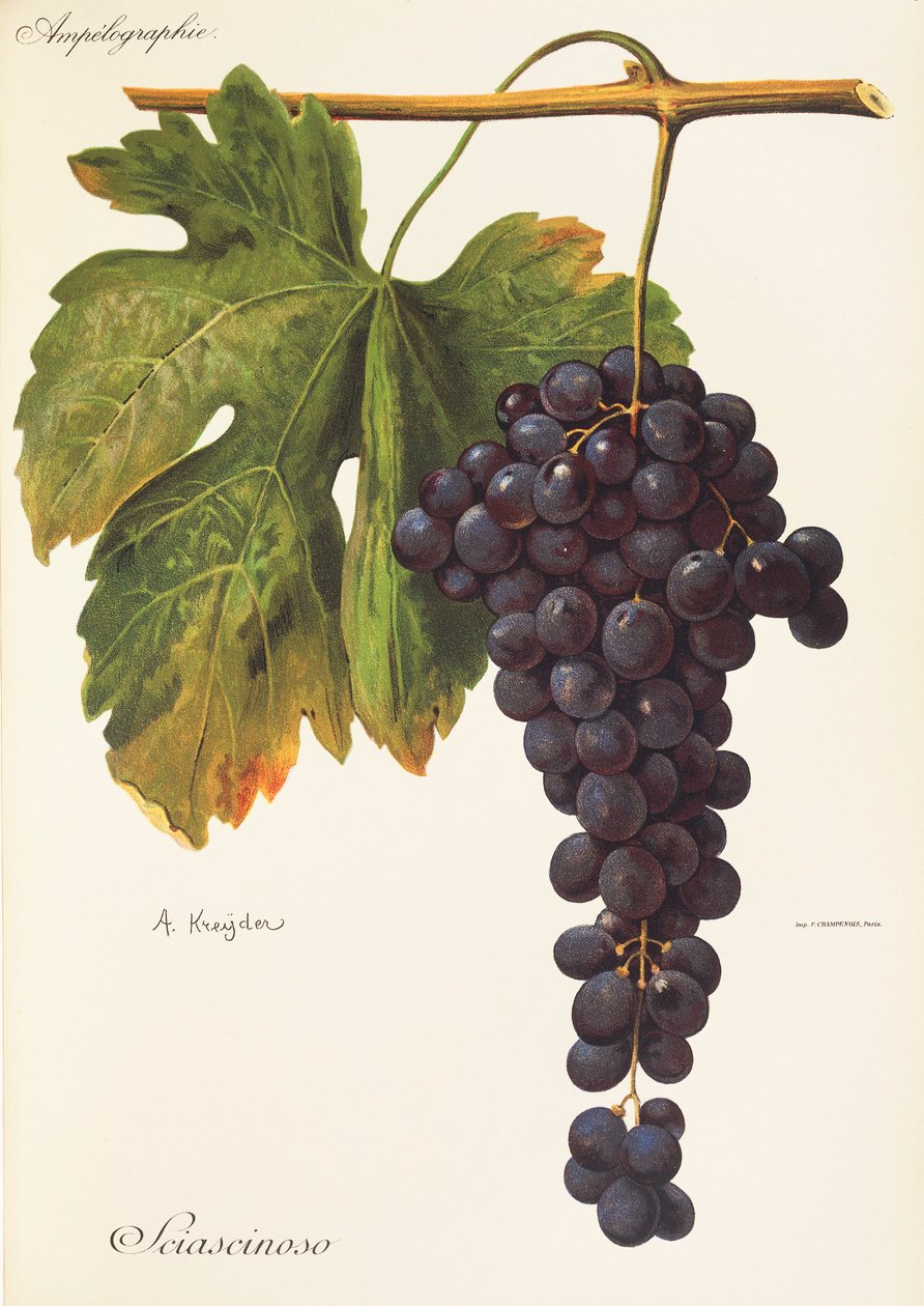 Sciascinoso drue af A. Kreyder af Alexis Kreyder