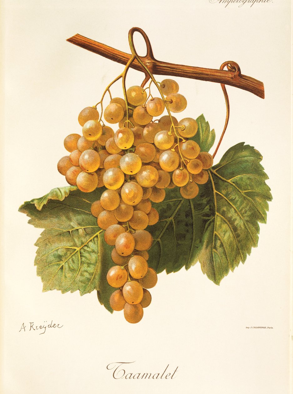 Taamalet grape by A Kreyder af Alexis Kreyder