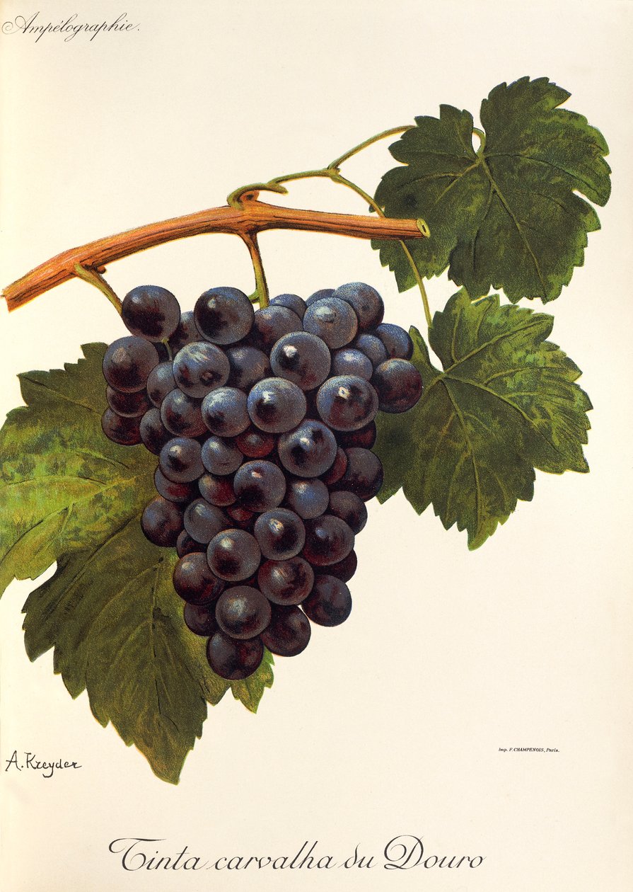 Carvalha du Douro druemale af A. Kreyder af Alexis Kreyder