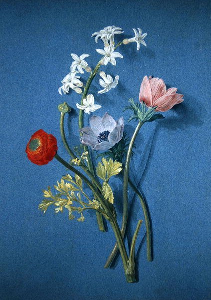 Ranunkel, anemoner og jasmin (sort kridt med bodycolour og grå vask på blåt papir) af Alexis Nicolas Perignon