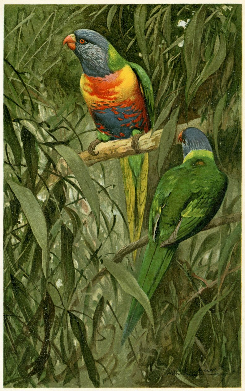 A Pair of Rainbow Lorikeets, 1890 (kromolitografi) af Alfred Brehm