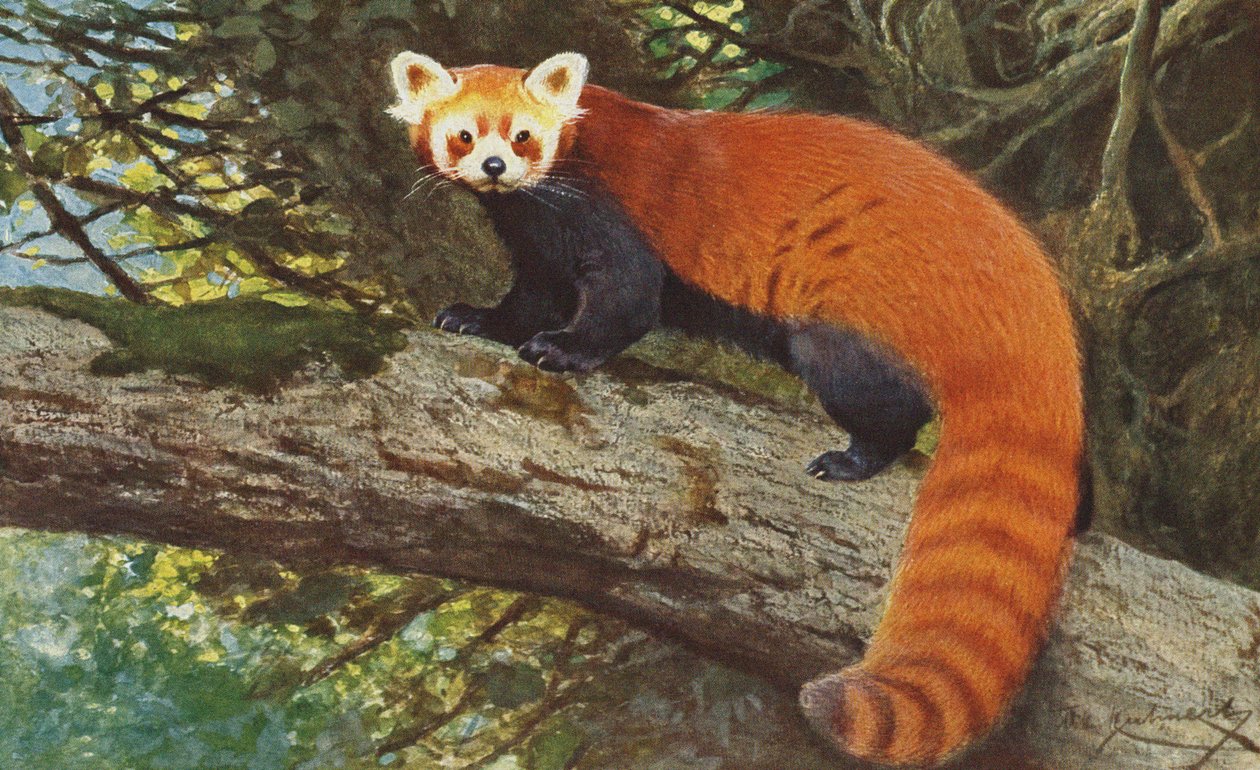 Rød panda ca. 1900 af Alfred Brehm