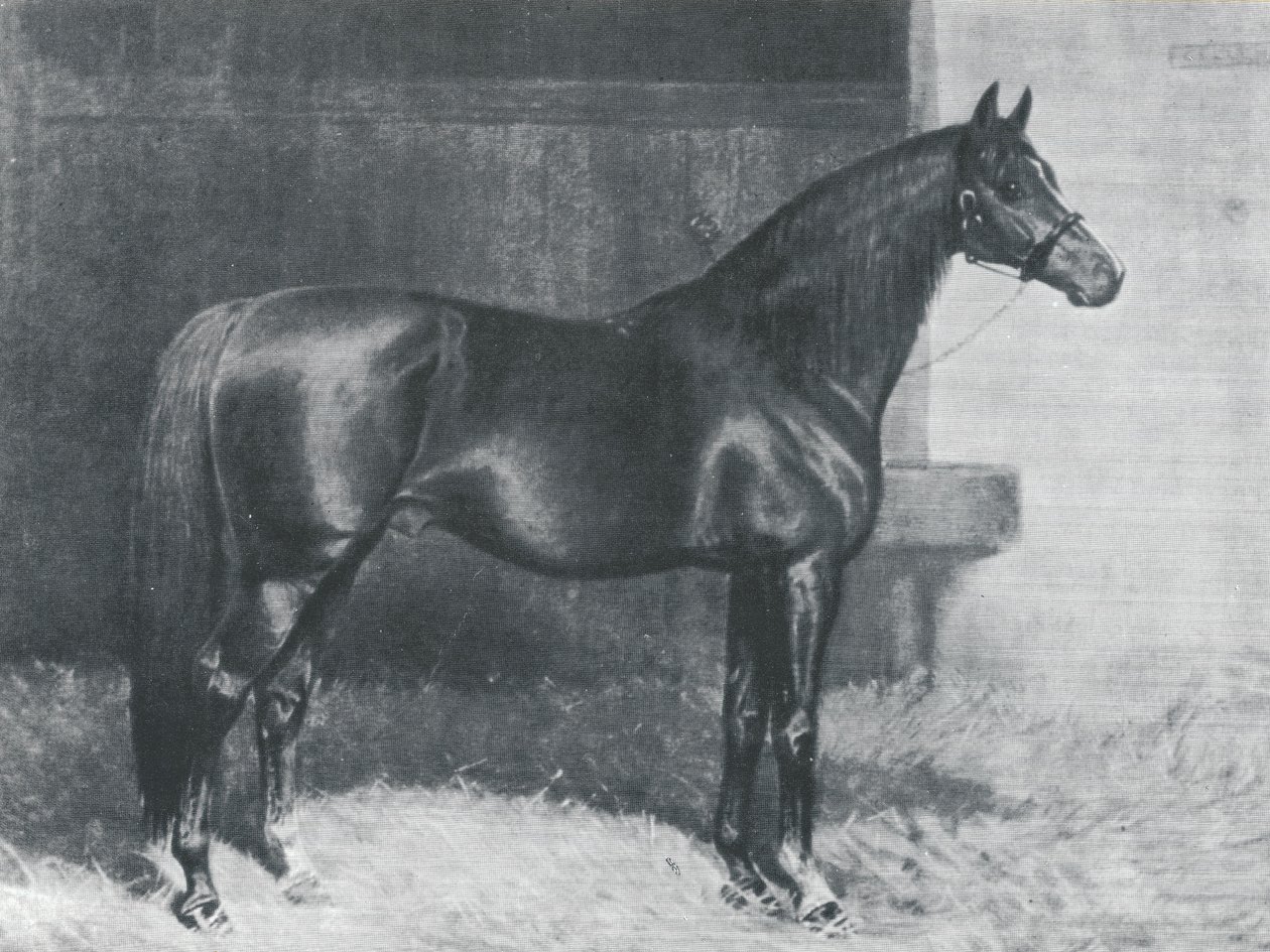 Cyllene, britisk fuldblods racehest af Alfred Charles Havell