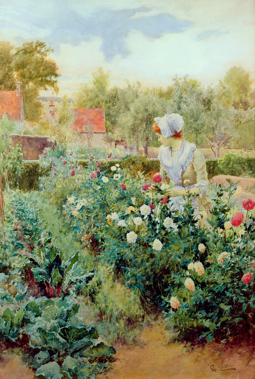 Dahliaer, 1896 af Alfred, Jr. Glendening