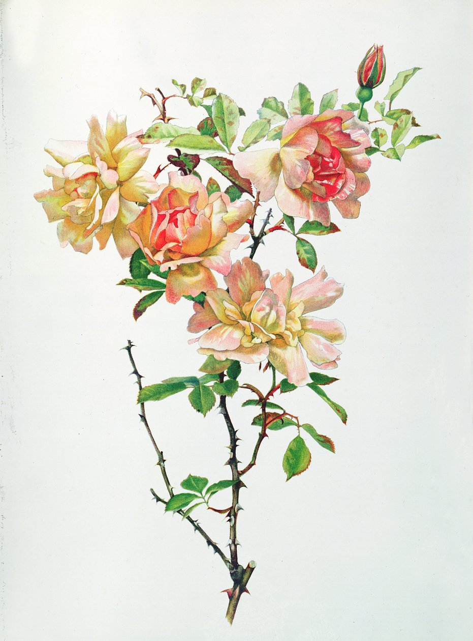 Rosa Chinsis af Alfred Parsons