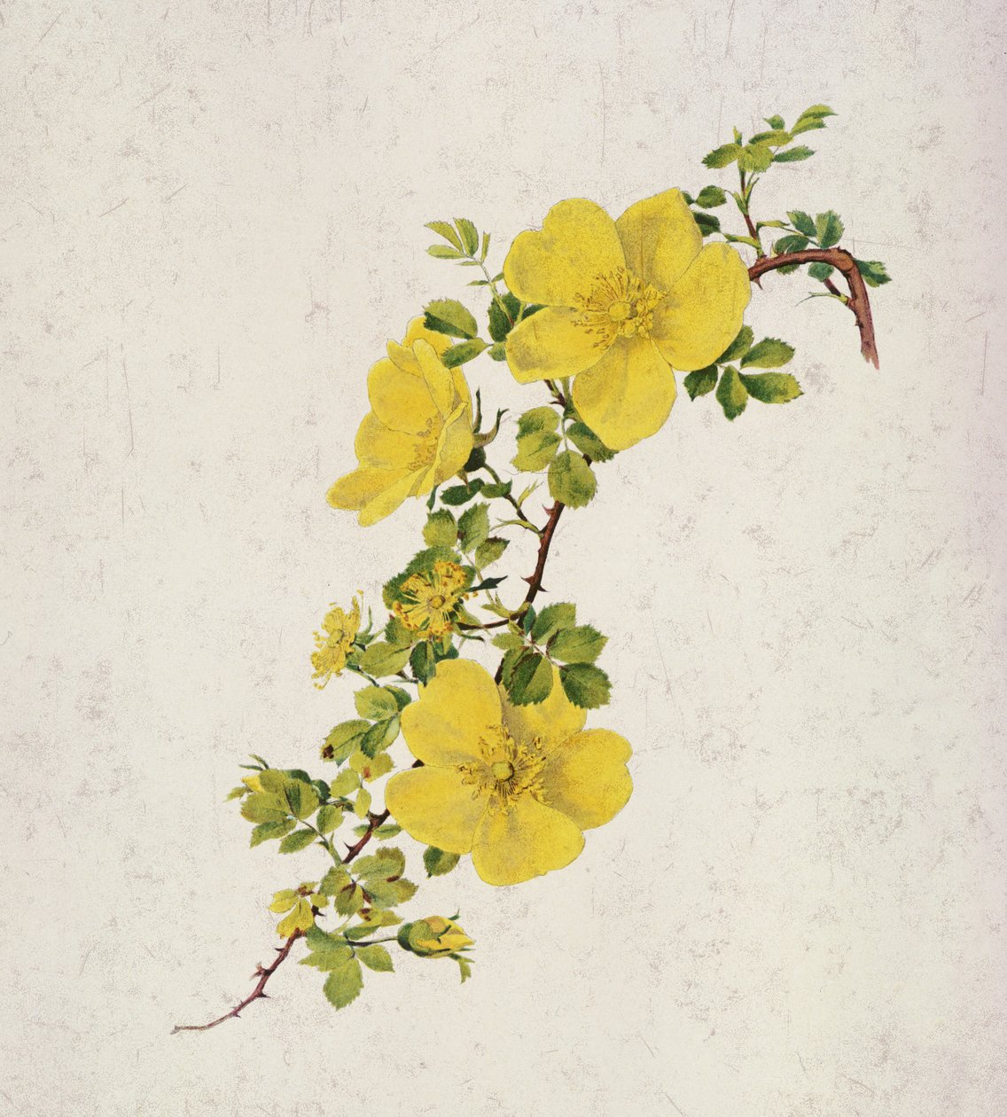Rosa Foetida af Alfred Parsons