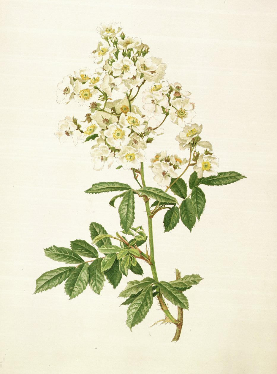 Rosa multiflora af Alfred Parsons