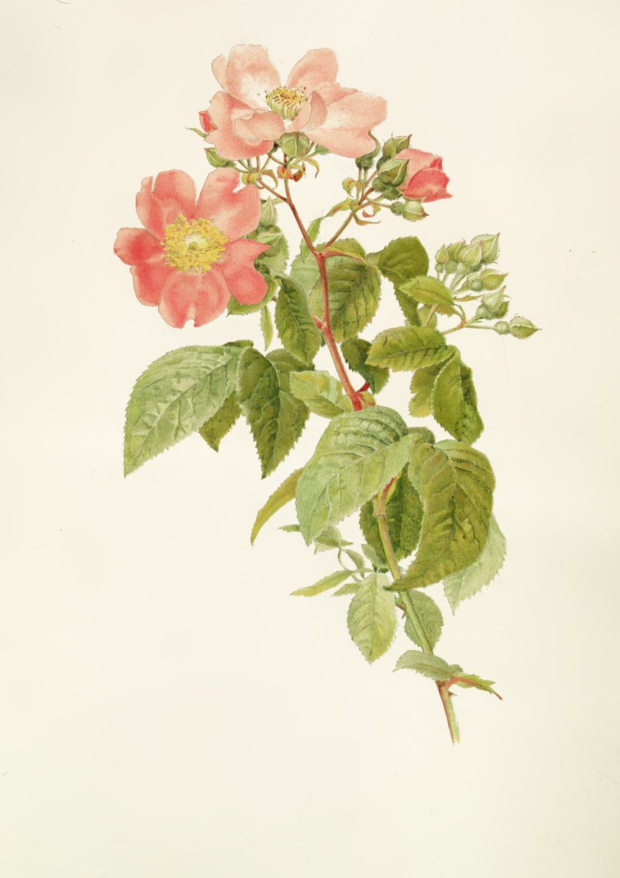 Rosa setigera (The Prairie Rose), af Alfred Parsons (1847-1920) af Alfred Parsons