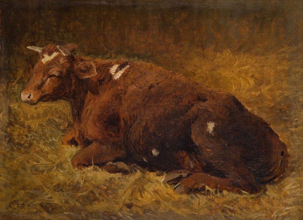 En ko liggende på jorden, 1865-1872. af Alfred Baker