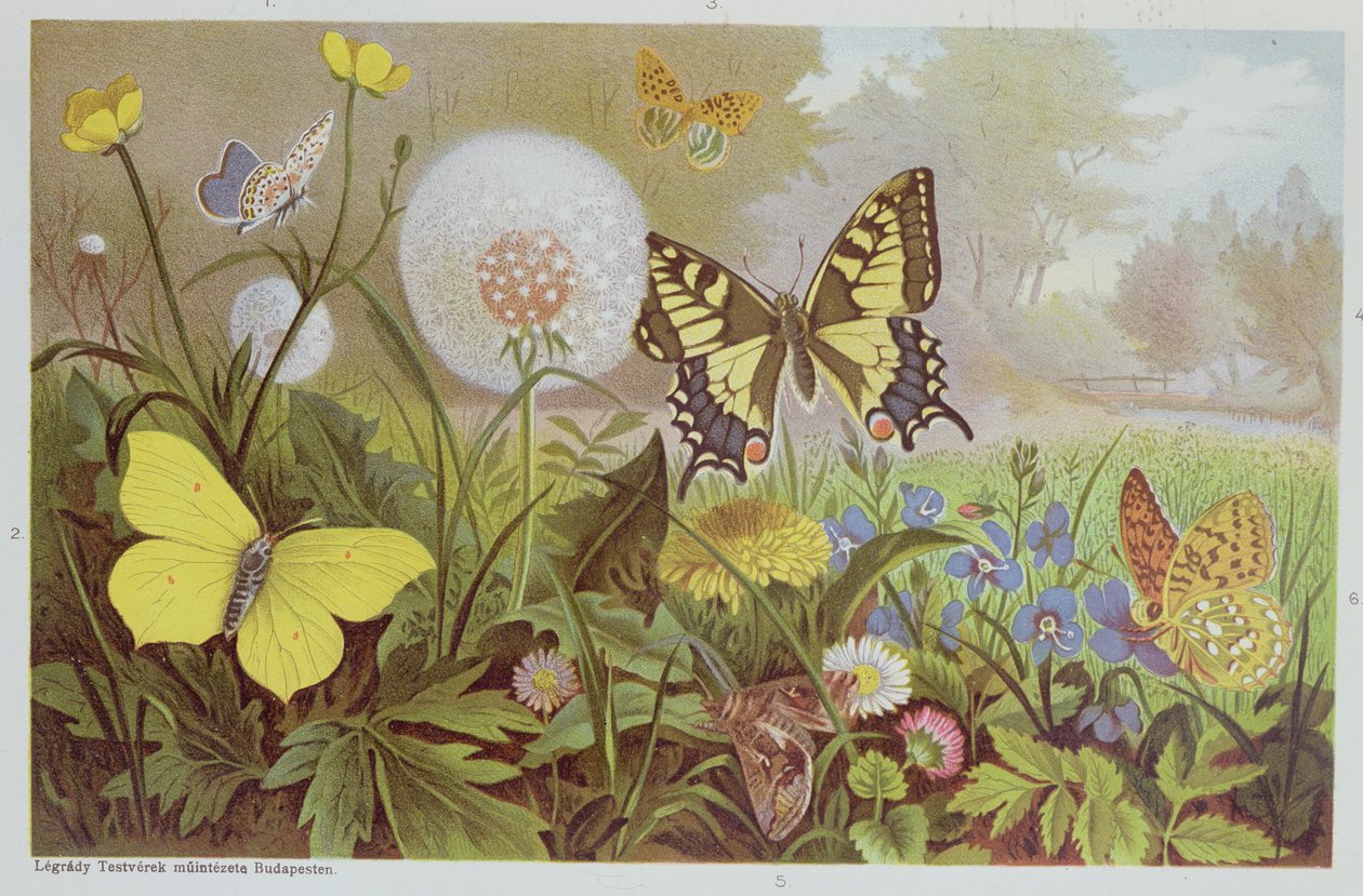 Sommerfugle, illustration fra en ungarsk naturhistorisk bog, ca. 1900 af Alfred Brehm