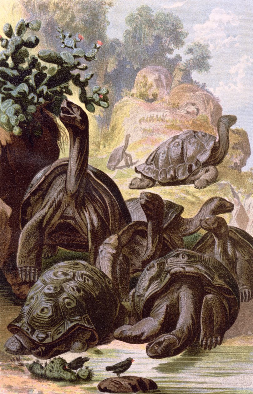 Kæmpeskildpadder fra Galapagos-øerne, fra en naturhistorisk bog, 1887 af Alfred Brehm