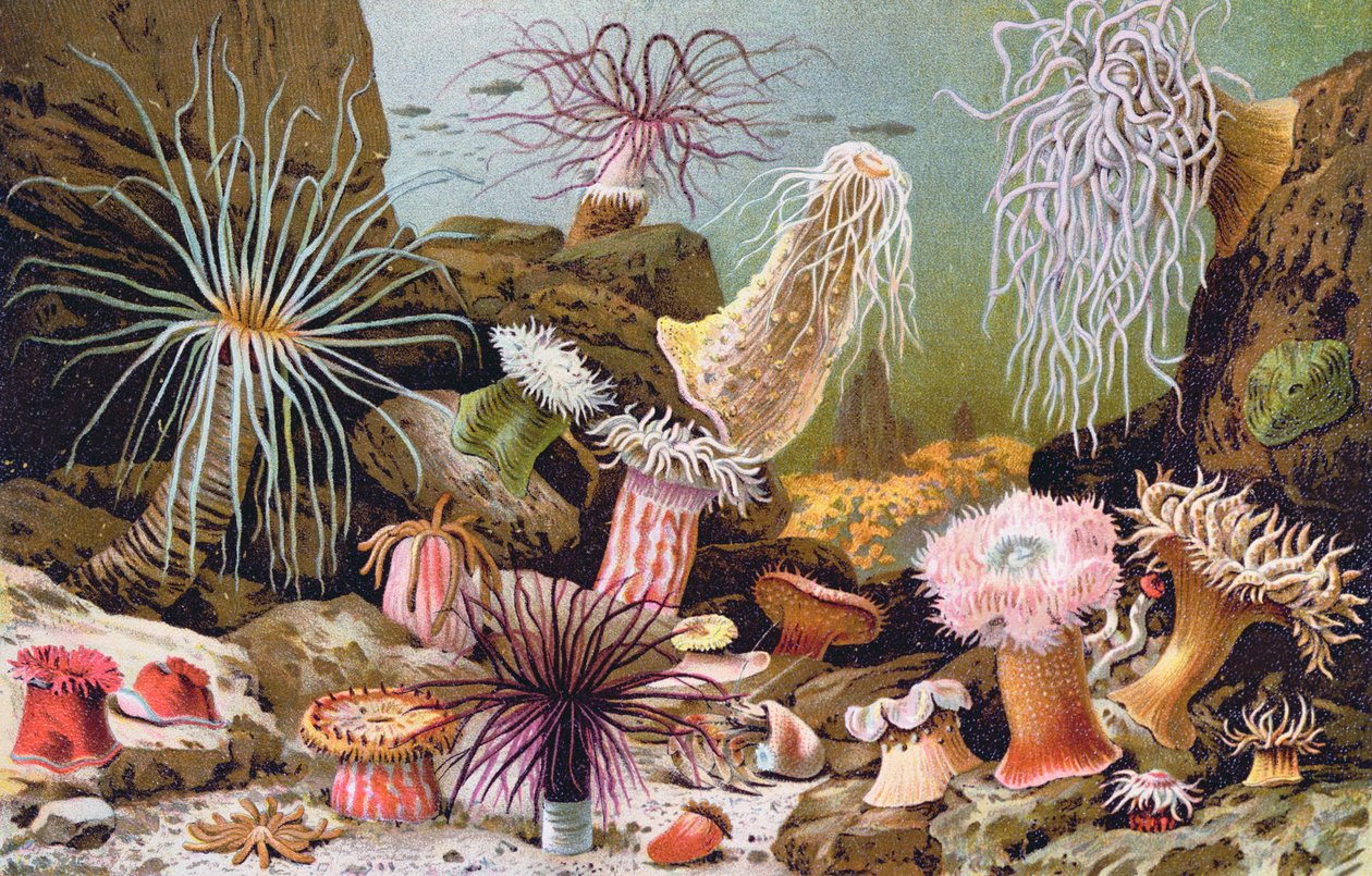 Søanemoner, fra en ungarsk naturhistorisk bog, ca. 1900 af Alfred Brehm