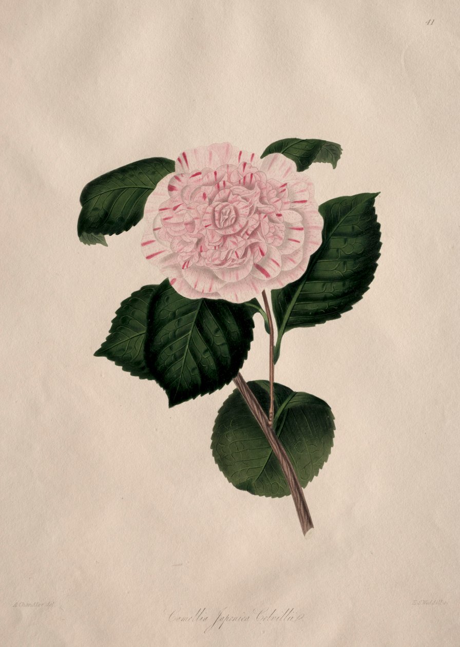 Illustrationer og beskrivelser af ... den naturlige orden Camellieae: Nr. 41 af Alfred Chandler