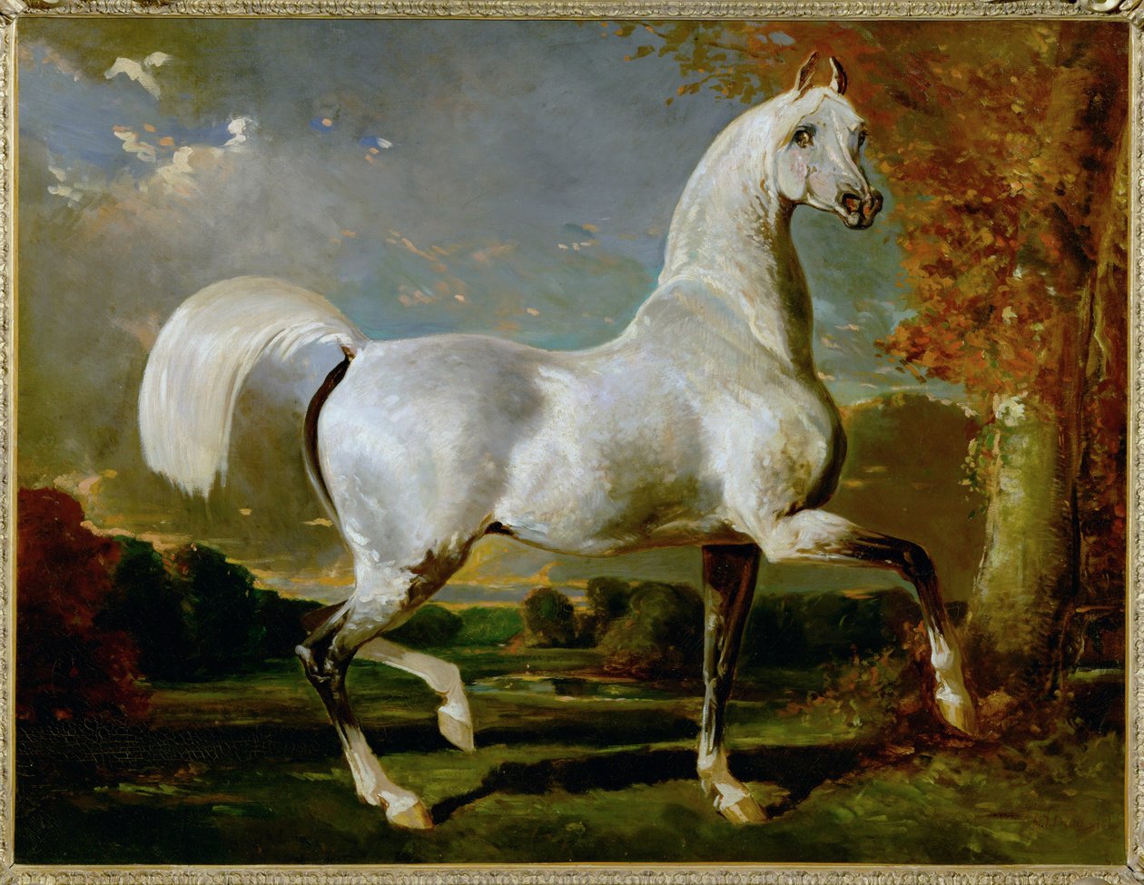 Etalon Arabe - Arabisk fuldblod ... af Alfred Dedreux or de Dreux