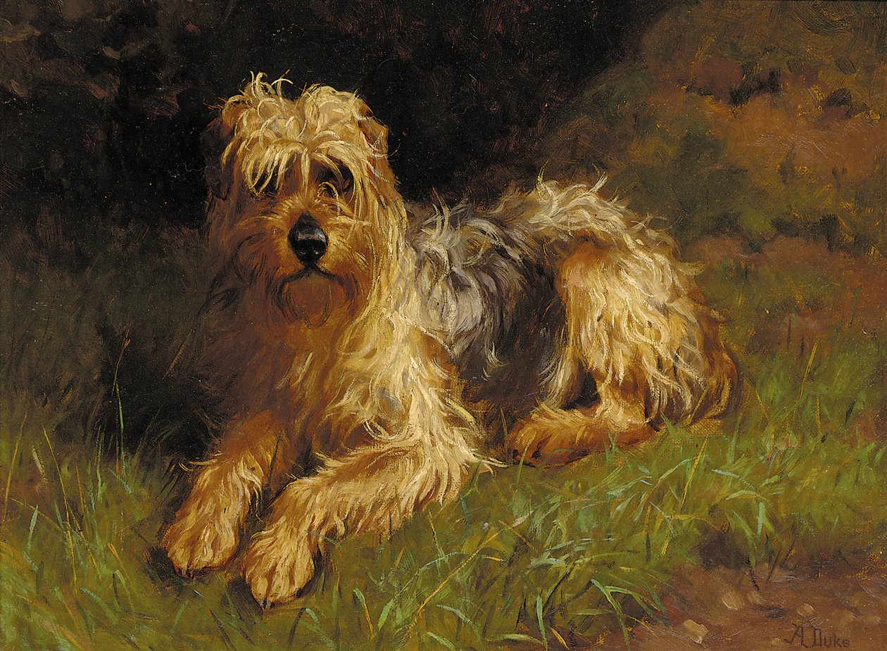 Blødt coated Wheaten Terrier af Alfred Duke