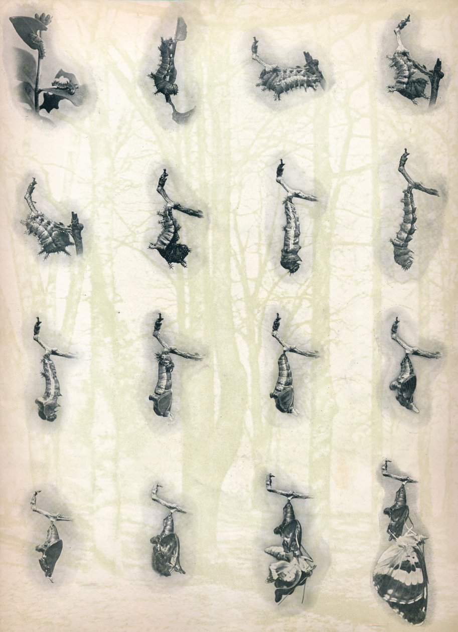 The Evolution of a Caterpillar, c1910, 1911 af Alfred Harold Bastin