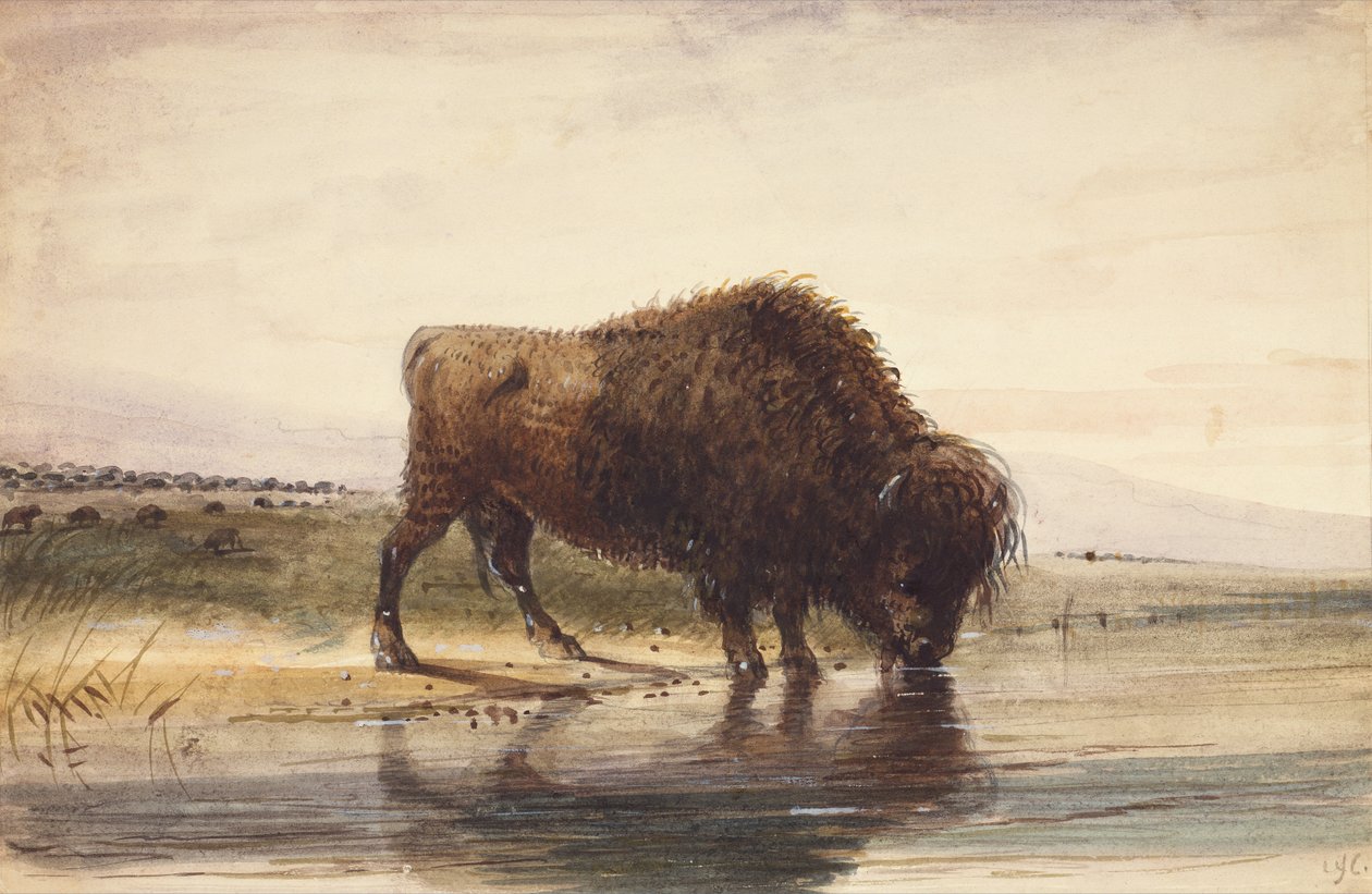 Bull Buffalo, ca. 1837 (akvarel på papir) af Alfred Jacob Miller