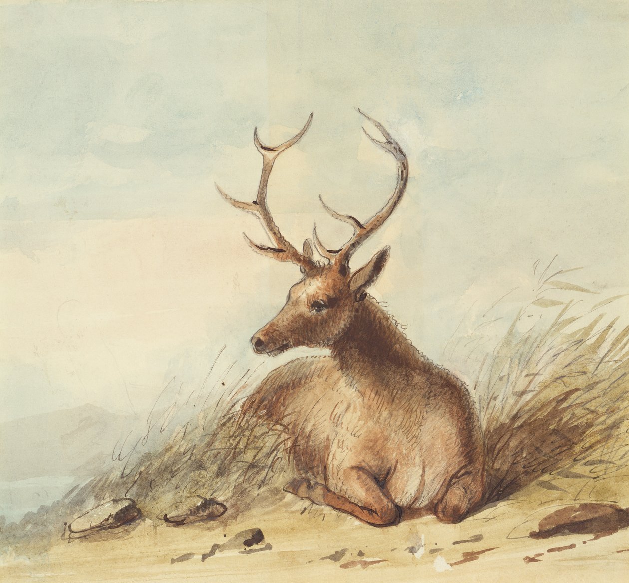 Elk, Rocky Mountains, ca. 1837 (blyant, pen og blæk og akvarel på papir) af Alfred Jacob Miller