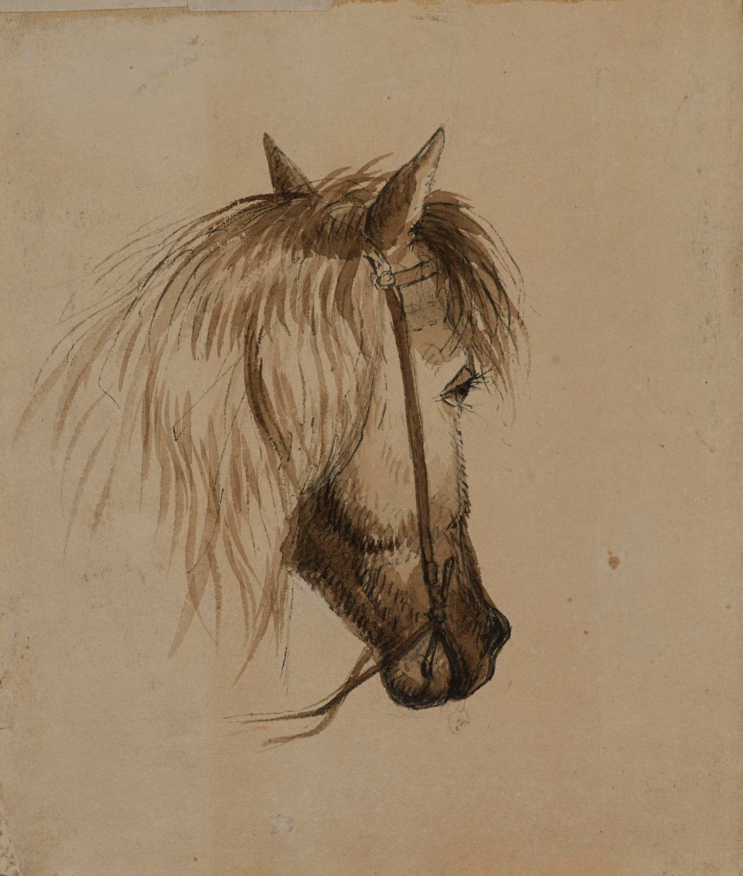 Hestehoved af Alfred Jacob Miller
