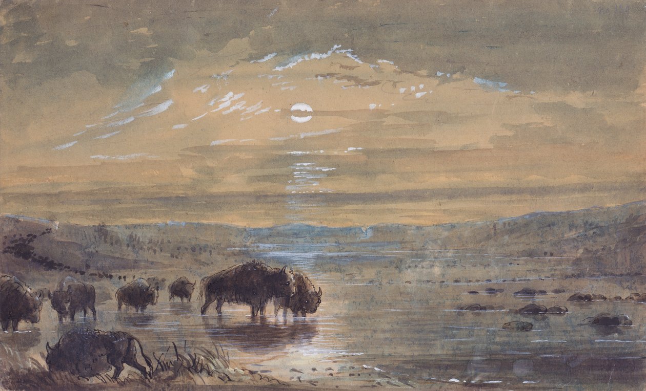 Nattescene, Buffaloes on the Prairie, ca. 1837 (akvarel på papir) af Alfred Jacob Miller
