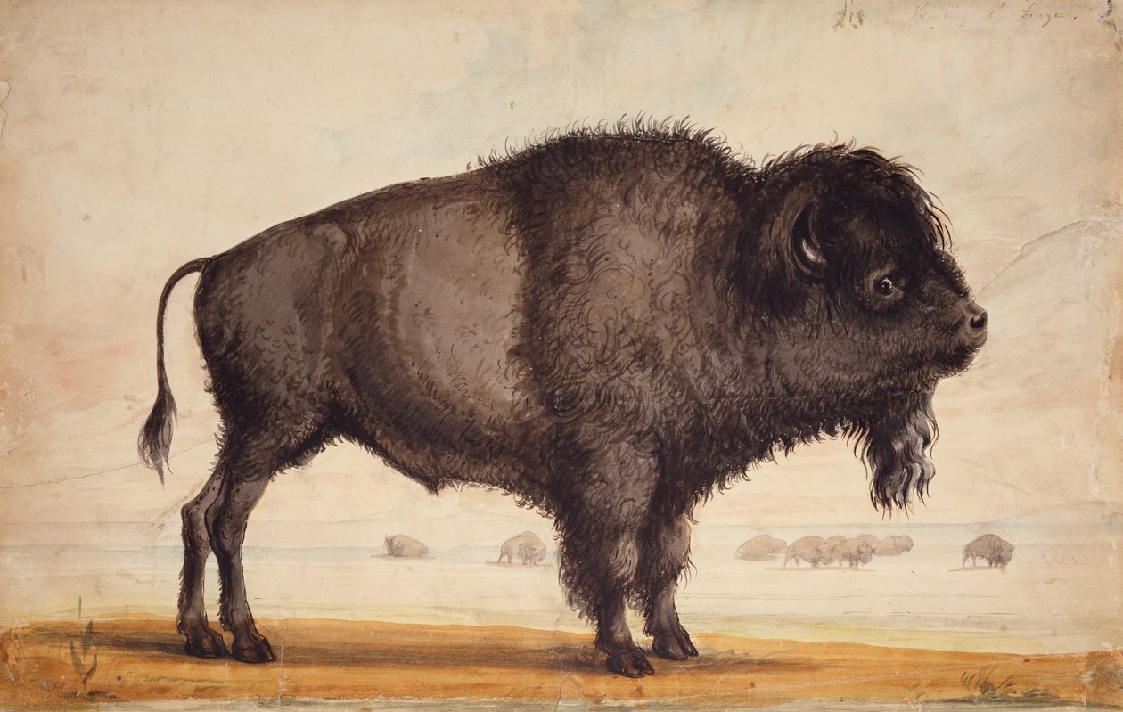 Scenting the Breeze, ca. 1837 (akvarel på papir) af Alfred Jacob Miller
