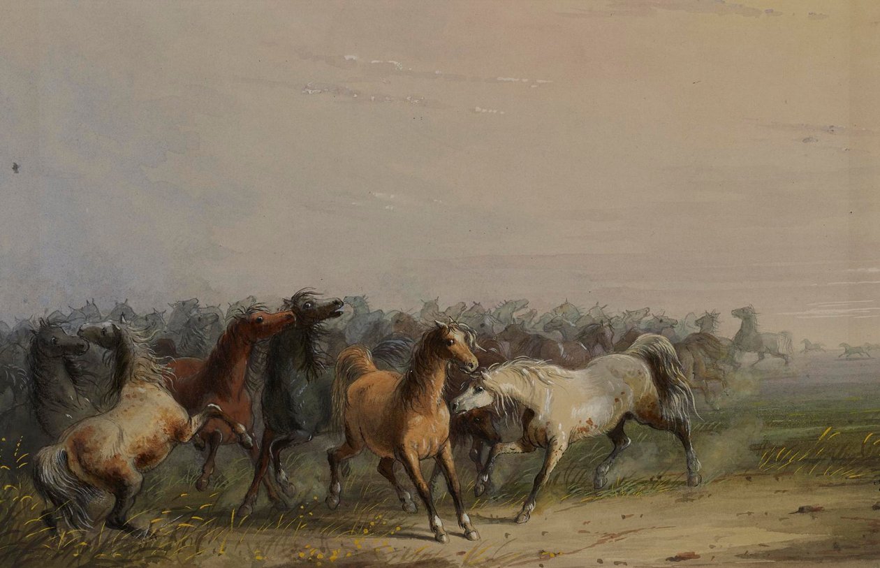 Vilde heste af Alfred Jacob Miller