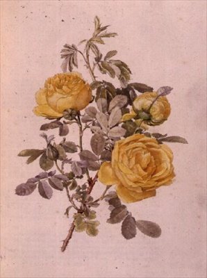 Rosa slægt, nr. 10, 755, c. 1910 af Alfred Parsons