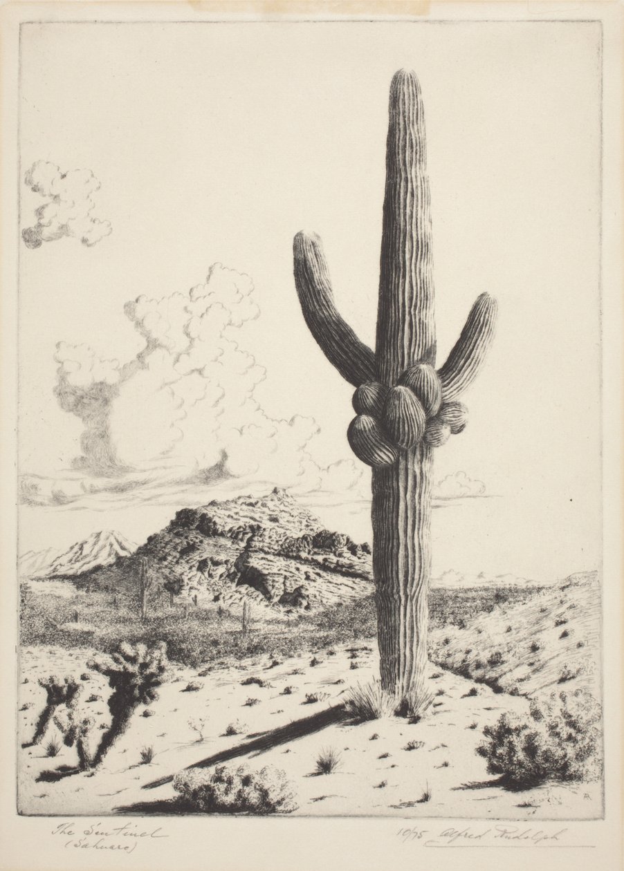 The Sentinel (Sahuaro) (ætsning og akvatint) af Alfred Rudolph Waud