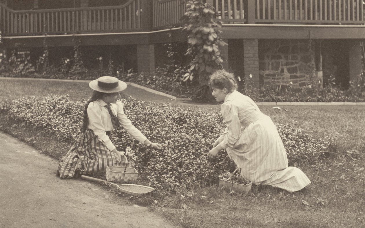 Et blomsterbed i Oaklawn af Alfred Stieglitz