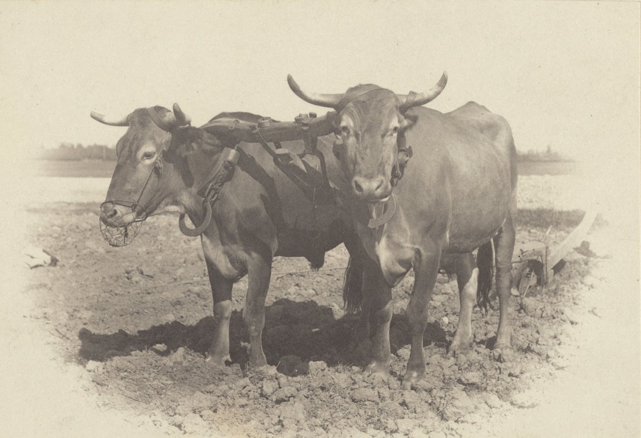 En idyl af Alfred Stieglitz