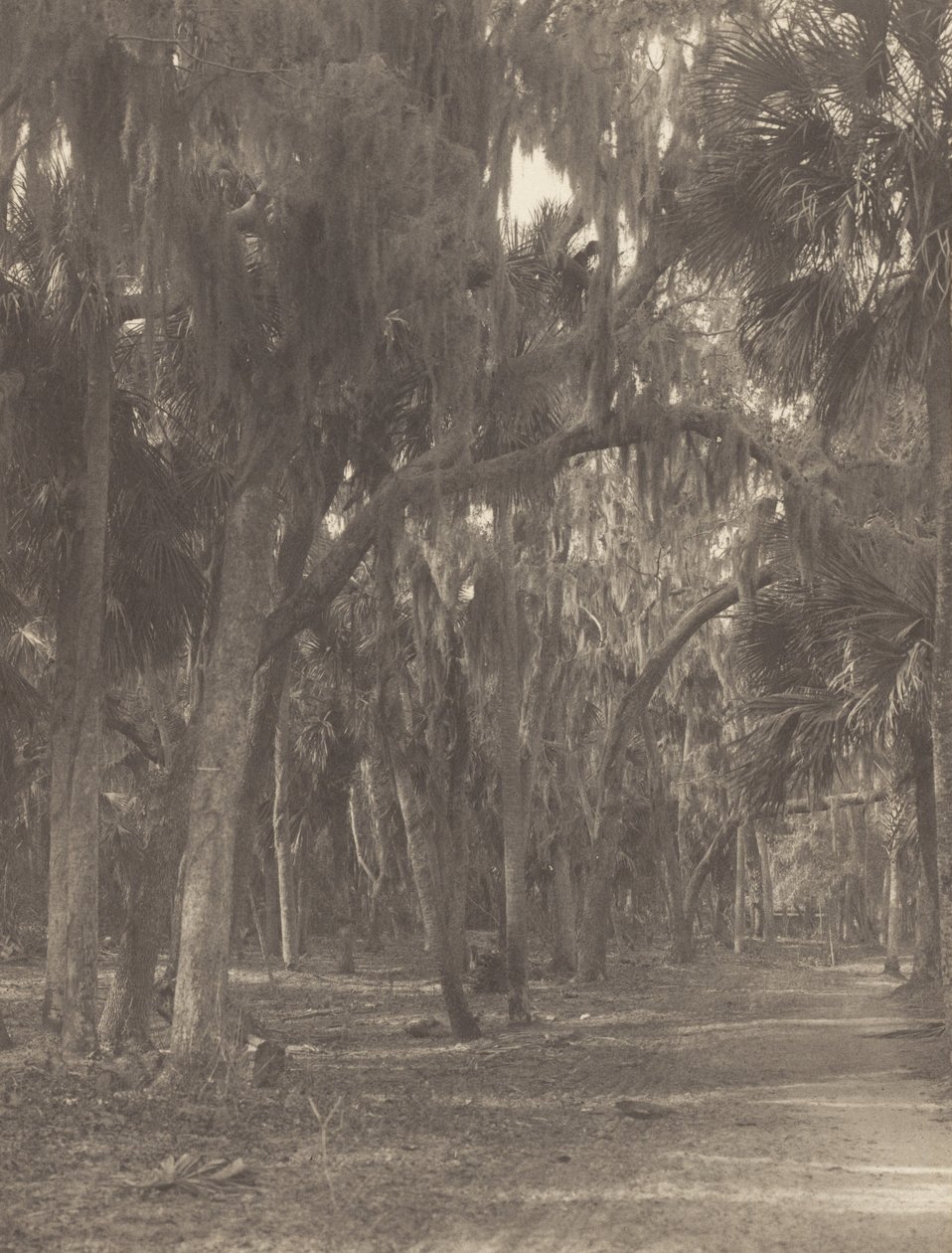 I Rockledge, Florida af Alfred Stieglitz
