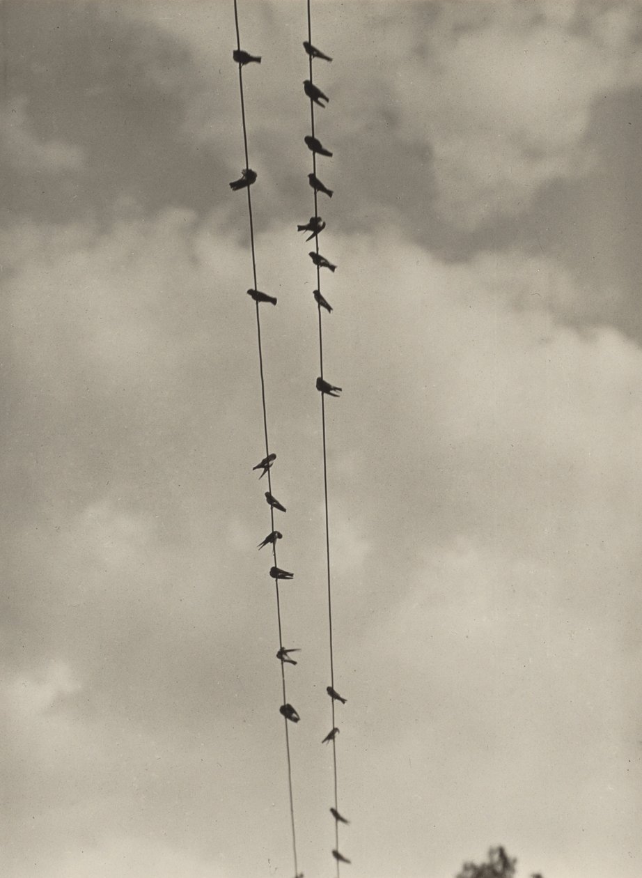 Fugle af Alfred Stieglitz