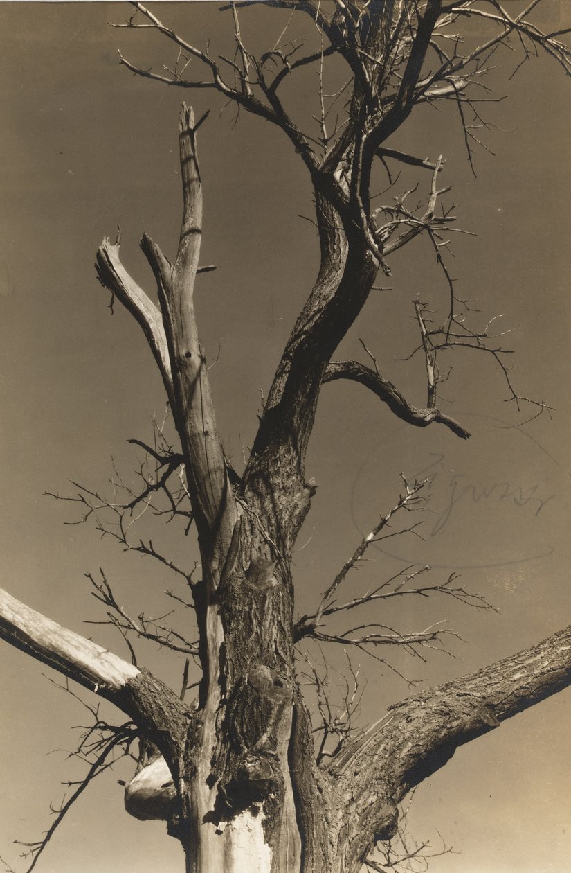 Dying Chestnut Tree (verso) af Alfred Stieglitz