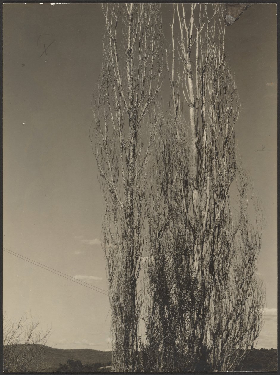 [Døende popler, Lake George] af Alfred Stieglitz