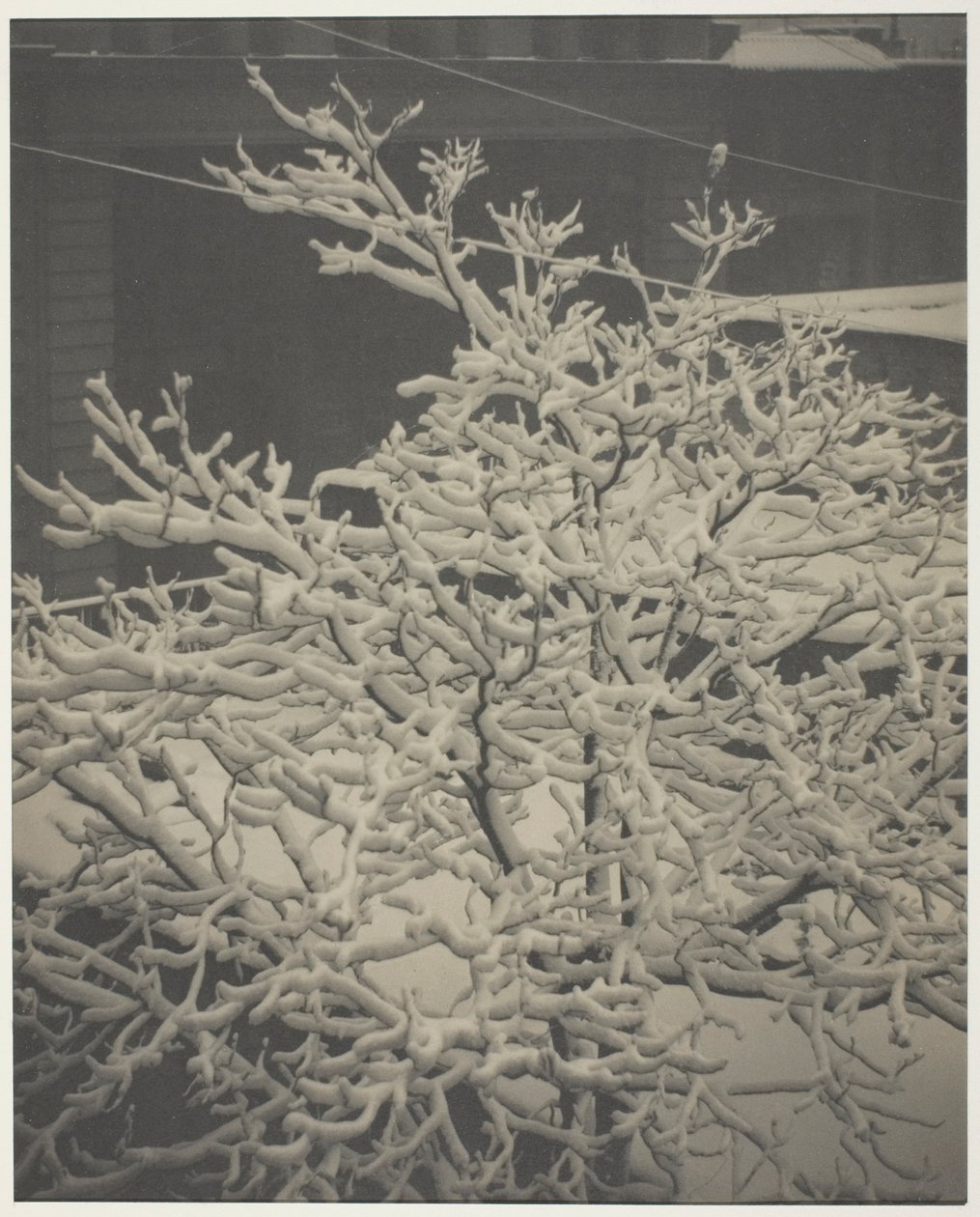 Fra bagvinduet "291" snedækket træ, baggård af Alfred Stieglitz