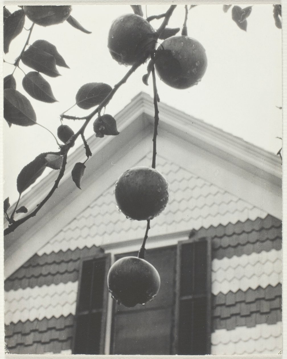 Gavl og Æbler af Alfred Stieglitz